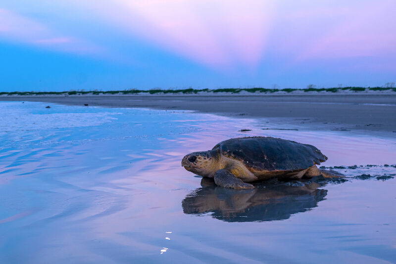 Loggerhead_PhillipMurdaco